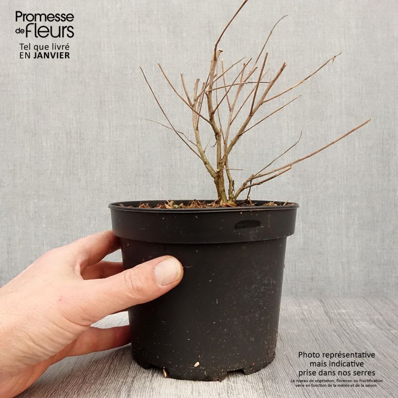 Spécimen de Gaura lindheimeri Whirling Butterflies Pot de 2L/3L tel que livré en hiver