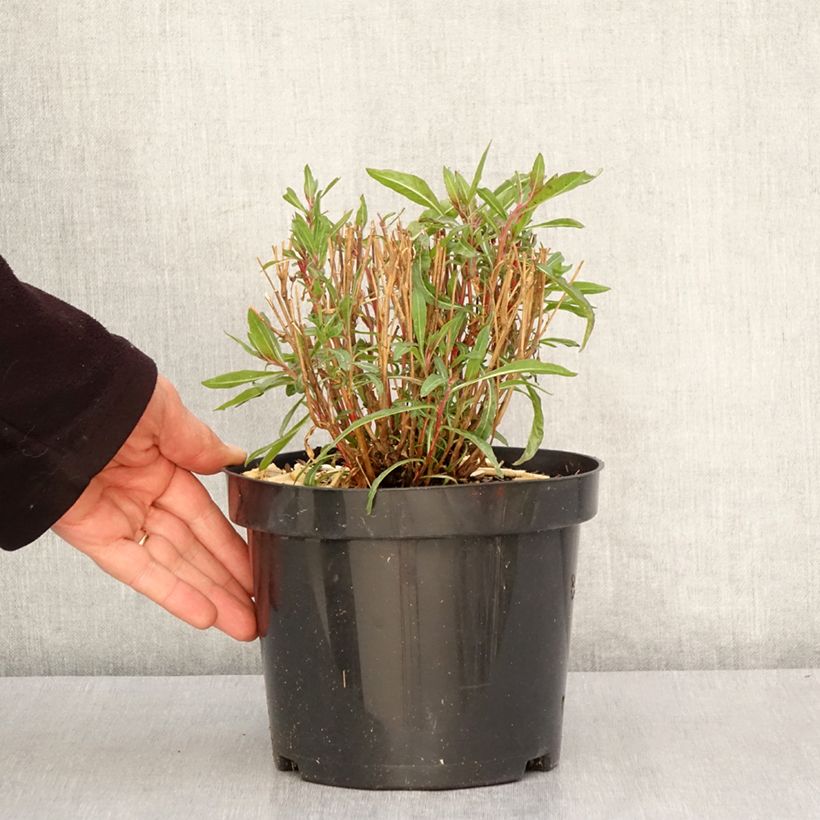 Gaura Whirling Butterflies Vaso da 2L/3L esemplare consegnato in primavera