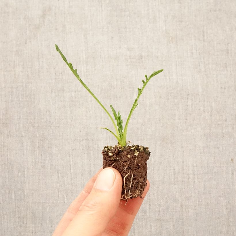 Spécimen de Gazania Big Kiss Yellow Flame  Jardimotte : motte 3,8 cm x 3,2 cm en plaque de culture par 16 tel que livré au printemps