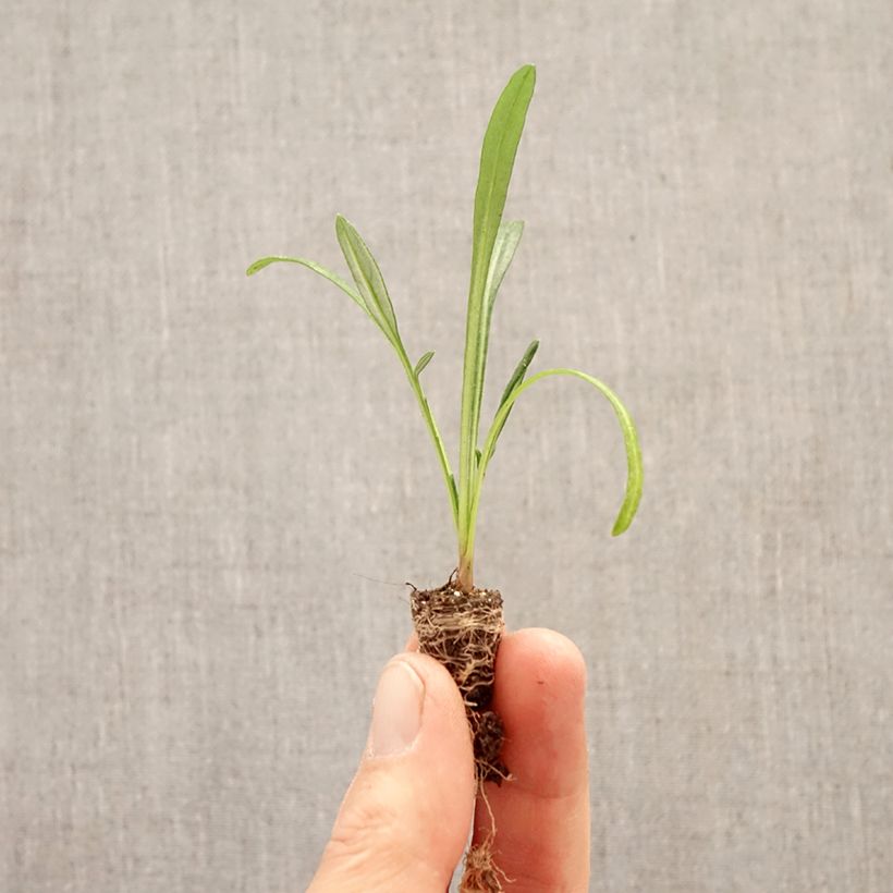 Spécimen de Gazania Wonderwall mix  Mini-motte Ø 1,5/2,5 cm tel que livré au printemps