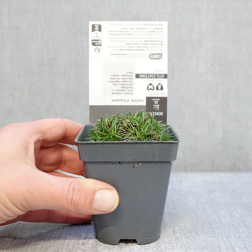 Spécimen de Gazon d'Espagne, Armeria juniperifolia, Armérie à feuilles de genévrier Godet de 8/9 cm tel que livré en hiver