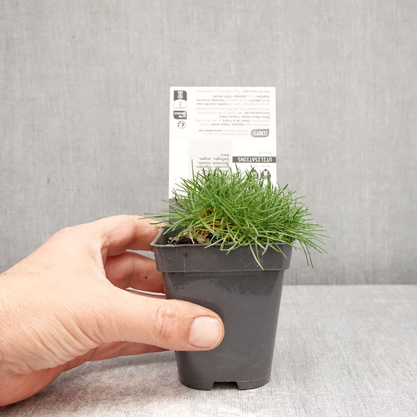 Spécimen de Gazon d'Espagne, Armeria juniperifolia, Armérie à feuilles de genévrier Godet de 8/9 cm tel que livré au printemps