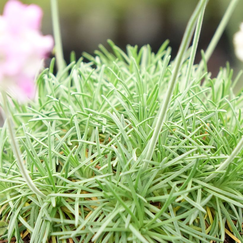 Gazon d'Espagne, Armeria juniperifolia, Armérie à feuilles de genévrier (Feuillage)