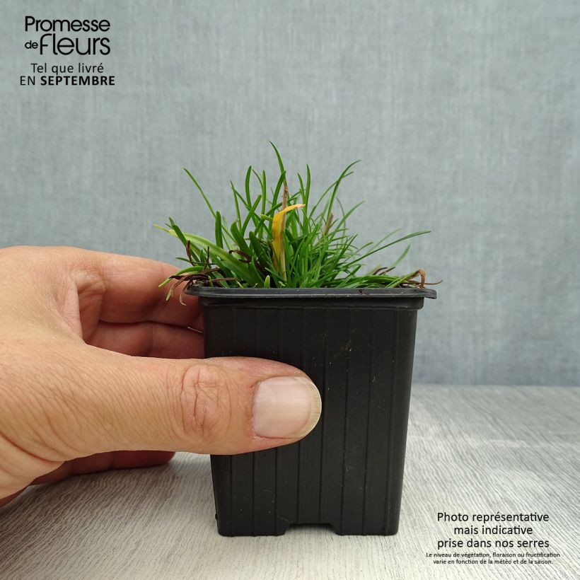 Spécimen de Gazon d'Espagne - Armeria maritima Düsseldorfer Stolz Godet de 8/9 cm tel que livré en automne