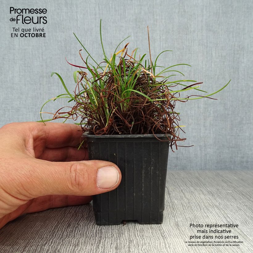 Spécimen de Gazon d'Espagne - Armeria maritima Splendens Godet de 8/9 cm tel que livré en automne