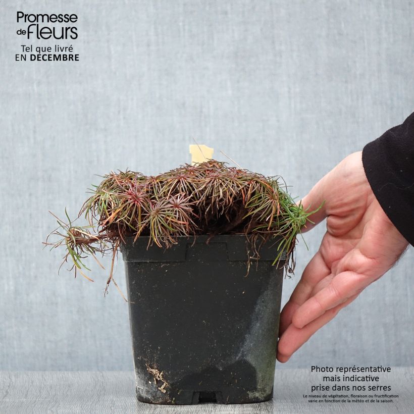 Spécimen de Gazon d'Espagne - Armeria maritima Splendens Pot de 2L/3L tel que livré en automne