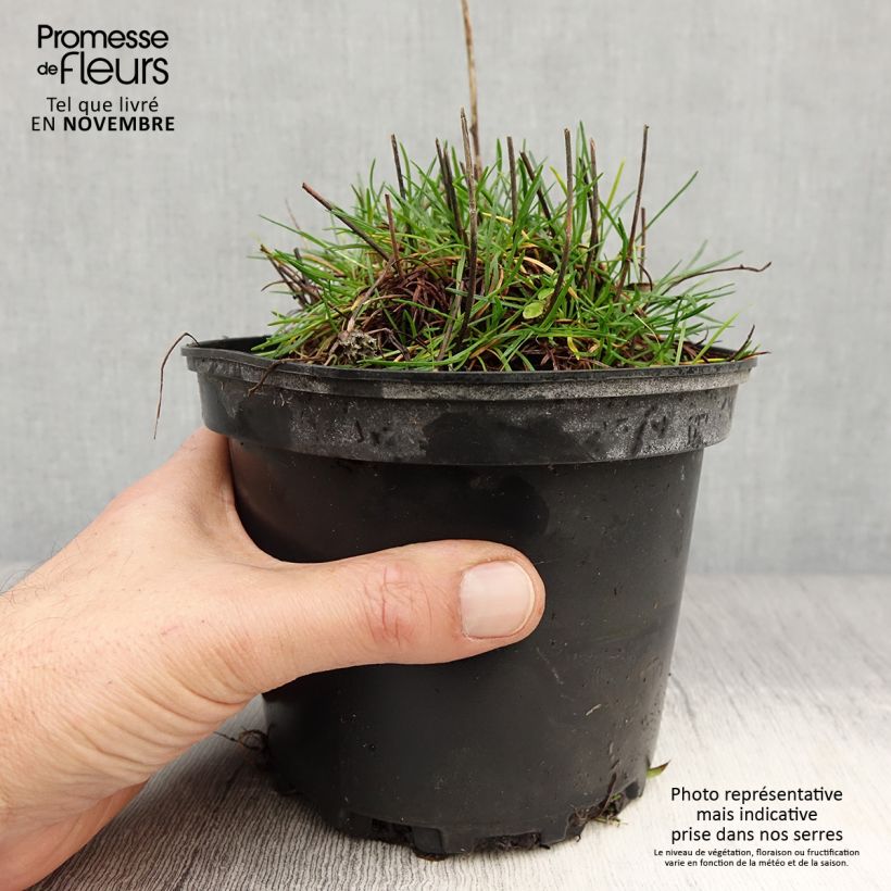Spécimen de Gazon d'Espagne blanc, Armeria Maritima alba Pot de 2L/3L tel que livré en automne