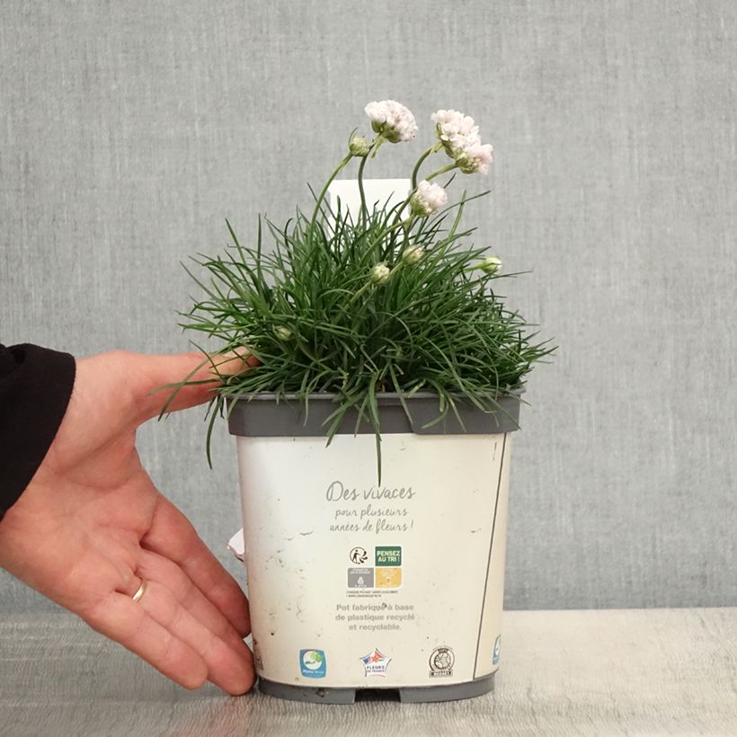 Spécimen de Gazon d'Espagne blanc, Armeria Maritima alba Pot de 2L/3L tel que livré au printemps