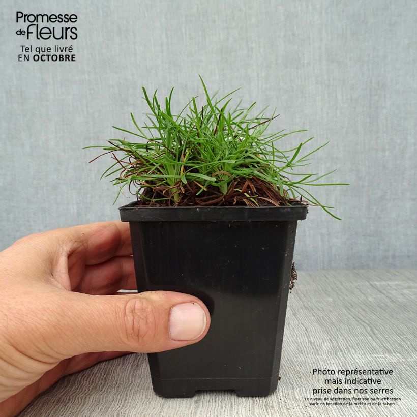 Spécimen de Gazon d'Espagne Vesuvius - Armeria maritima Godet de 8/9 cm tel que livré en automne