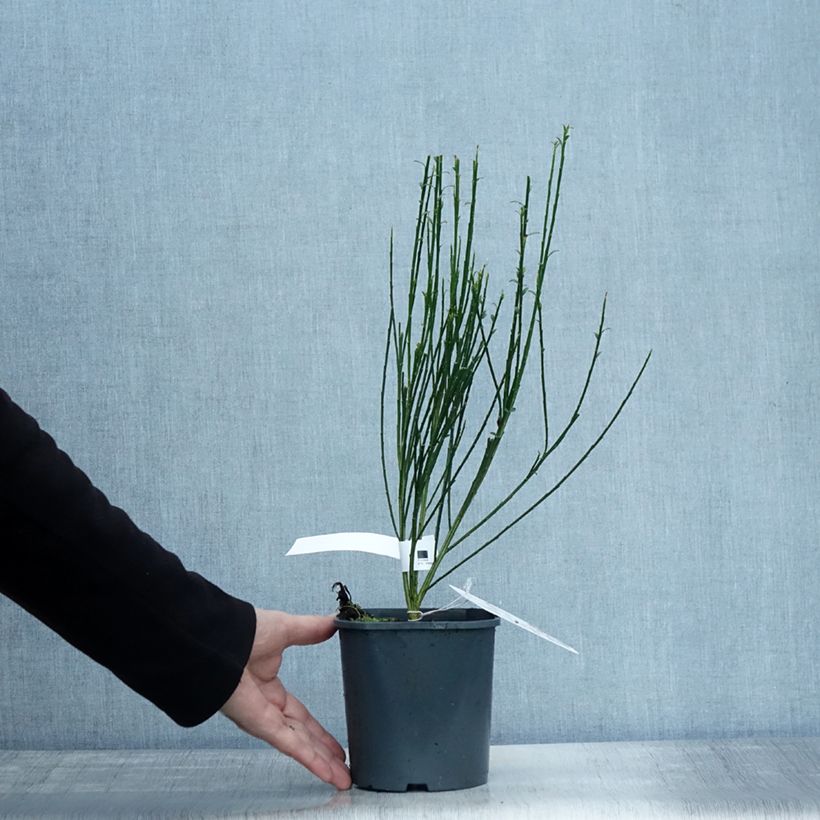 Spécimen de Genêt à balais - Cytisus scoparius Andreanus Pot de 2L/3L tel que livré en automne