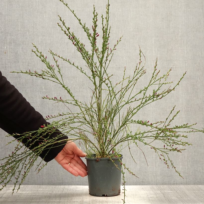 Cytisus scoparius Burkwoodii - Ginestra dei carbonai Vaso da 2L/3L esemplare consegnato in primavera