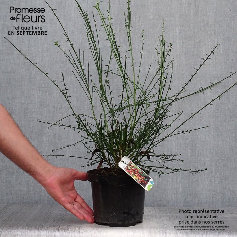 Spécimen de Genêt à balais - Cytisus scoparius Goldfinch Pot de 2L/3L tel que livré en automne
