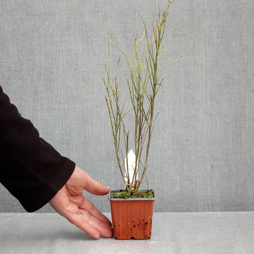 Spécimen de Genêt à balais - Cytisus scoparius Luna Godet de 8/9 cm tel que livré en automne