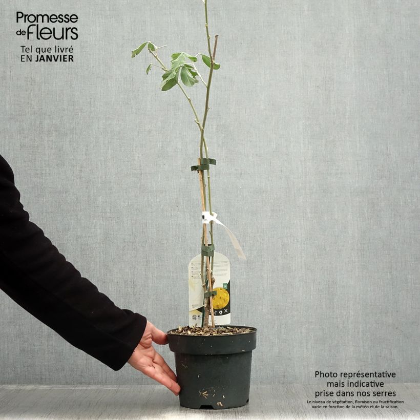 Spécimen de Genêt ananas - Cytisus battandieri Pot de 3L/4L tel que livré en hiver