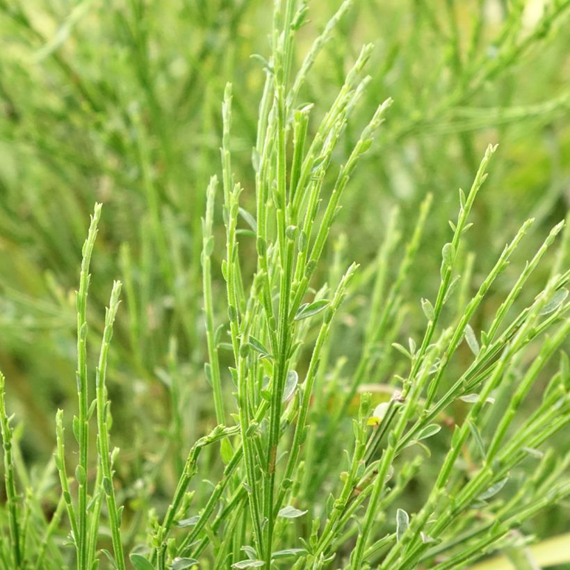 Genêt - Cytisus Golden Sunlight (Feuillage)
