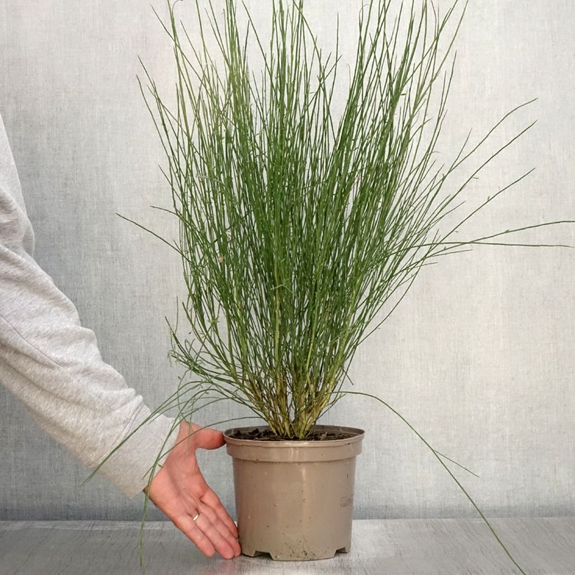 Spécimen de Genêt - Cytisus Hollandia Pot de 2L/3L tel que livré en automne