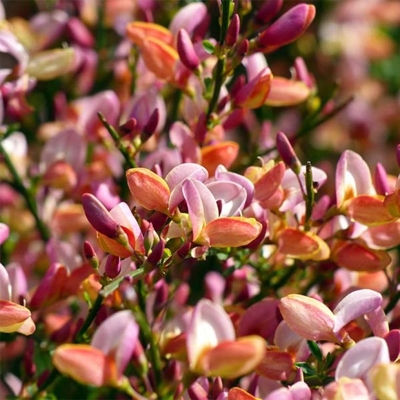 Cytisus procumbens Zeelandia - Genêt à balais (Floraison)