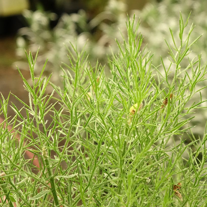 Genêt d'Espagne - Genista hispanica (Feuillage)