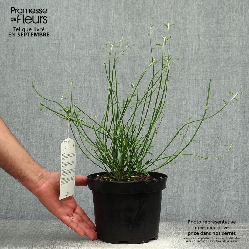 Spécimen de Genêt d'Espagne - Spartium junceum Pot de 2L/3L tel que livré en automne