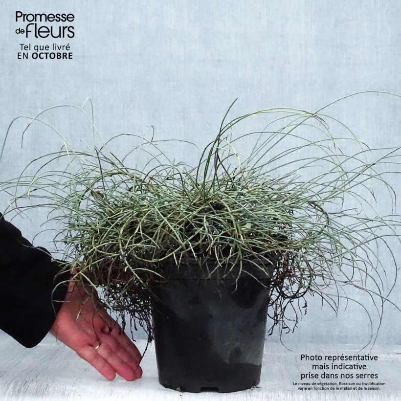 Spécimen de Genêt de Lydie - Genista lydia Pot de 3L/4L tel que livré en automne