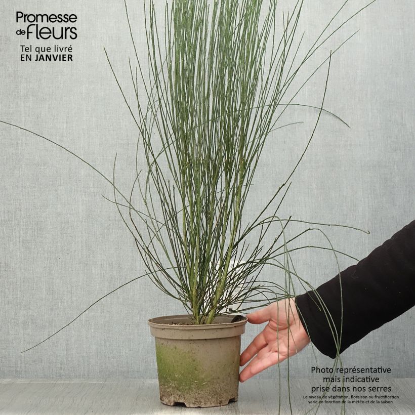 Spécimen de Genêt précoce - Cytisus praecox Albus Pot de 2L/3L tel que livré en hiver