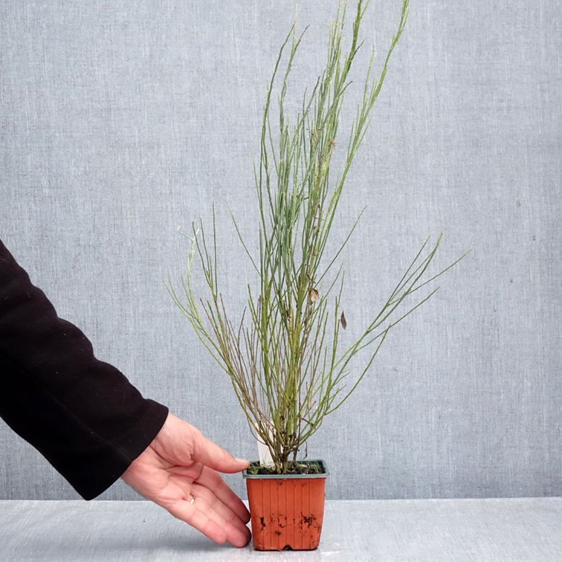 Spécimen de Genêt précoce - Cytisus praecox Allgold Godet de 8/9 cm tel que livré en automne