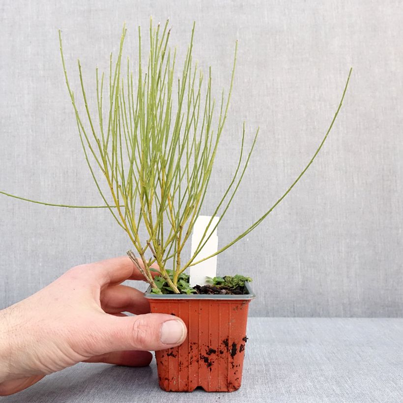 Spécimen de Genêt précoce - Cytisus praecox Allgold Godet de 8/9 cm tel que livré en hiver