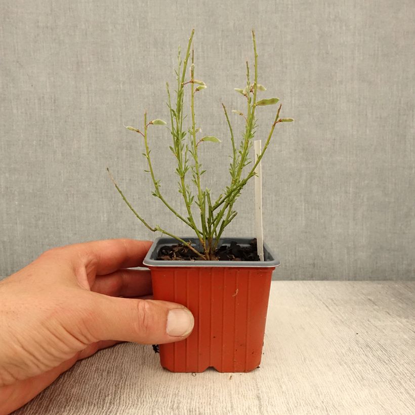 Amostra de Cytisus praecox Allgold Vaso de 8/9 cm tal como entregue na primavera