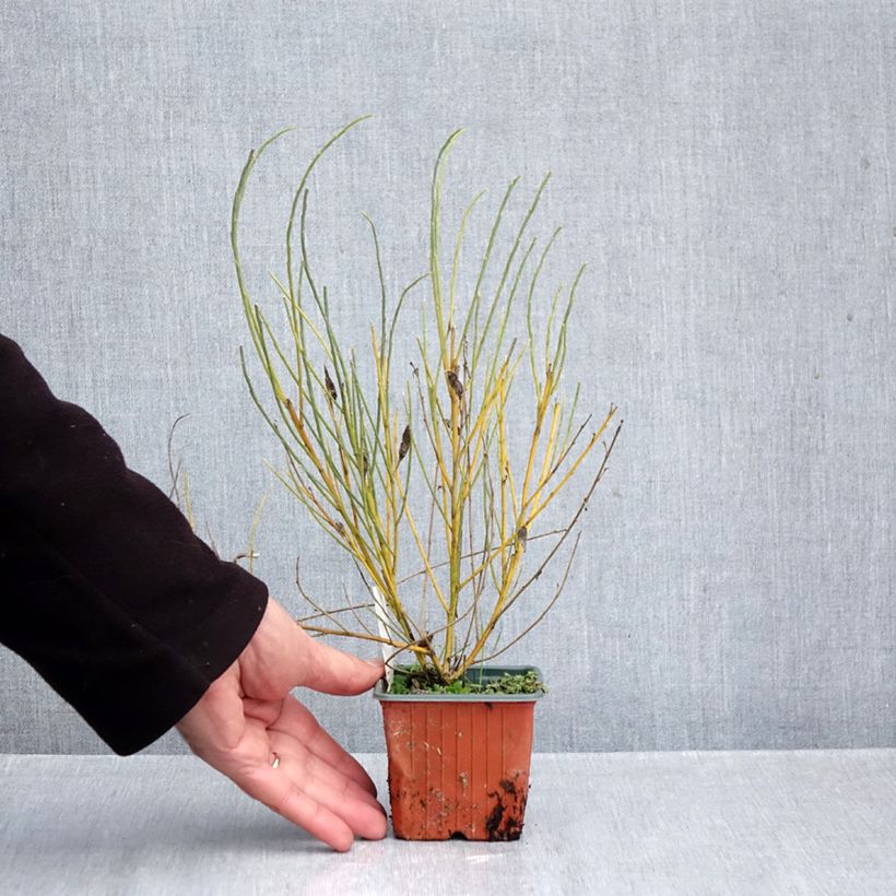 Spécimen de Genêt précoce - Cytisus x praecox Godet de 8/9 cm tel que livré en automne