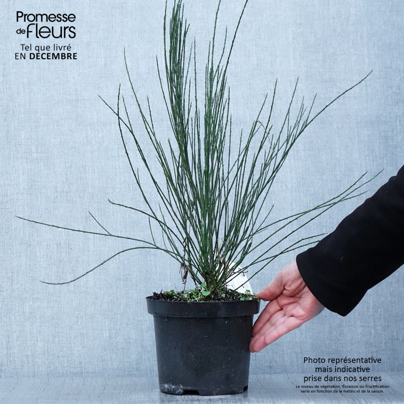 Spécimen de Genêt précoce - Cytisus x praecox Pot de 2L/3L tel que livré en automne