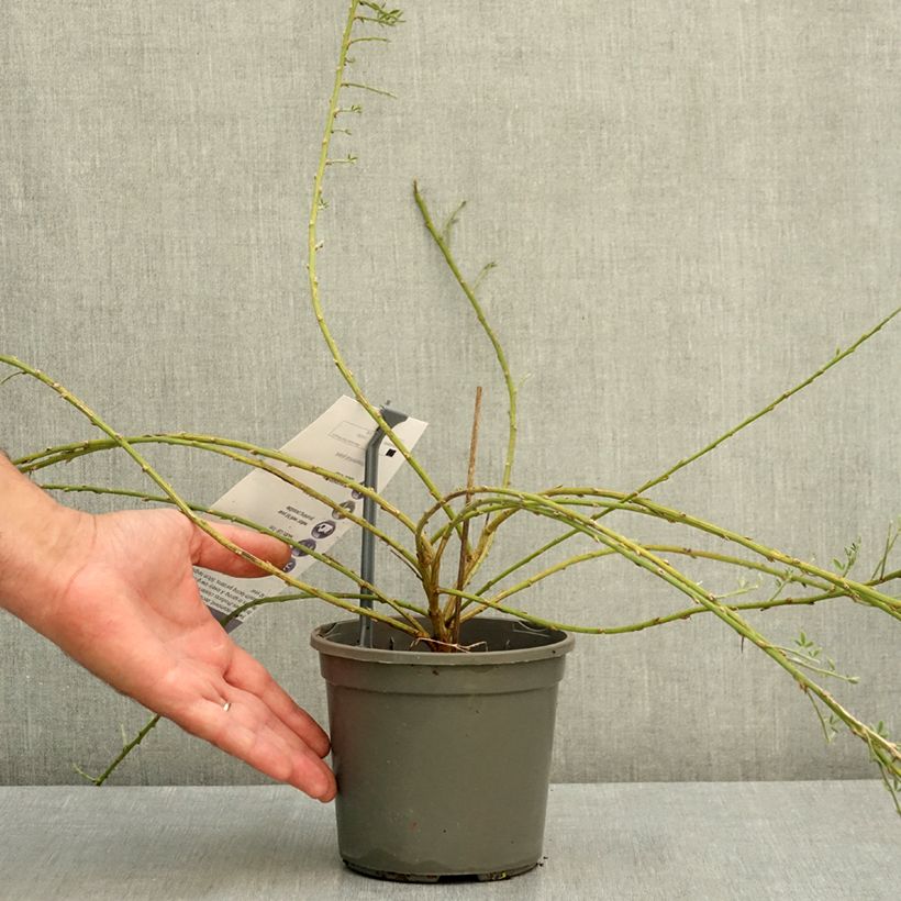 Spécimen de Genêt rampant - Cytisus kewensis Pot de 2L/3L tel que livré en été