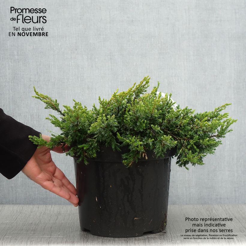 Spécimen de Genévrier commun - Juniperus communis Goldschatz Pot de 7,5L/10L tel que livré en automne