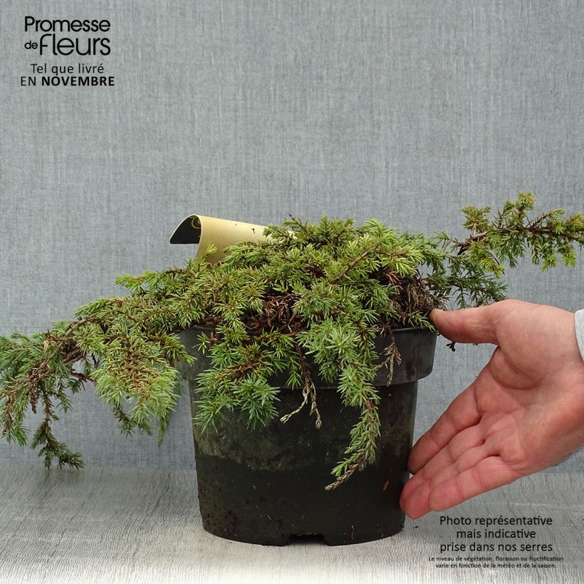 Spécimen de Genévrier commun - Juniperus communis Green Carpet    Pot de 2L/3L tel que livré en automne