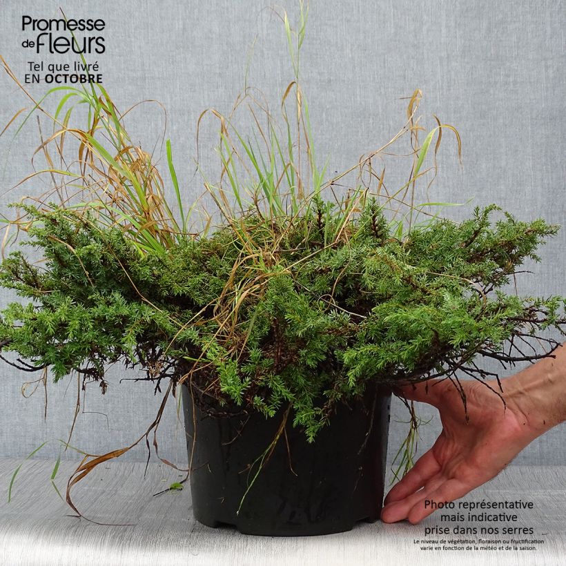 Spécimen de Genévrier commun - Juniperus communis Green Carpet    Pot de 7,5L/10L tel que livré en automne