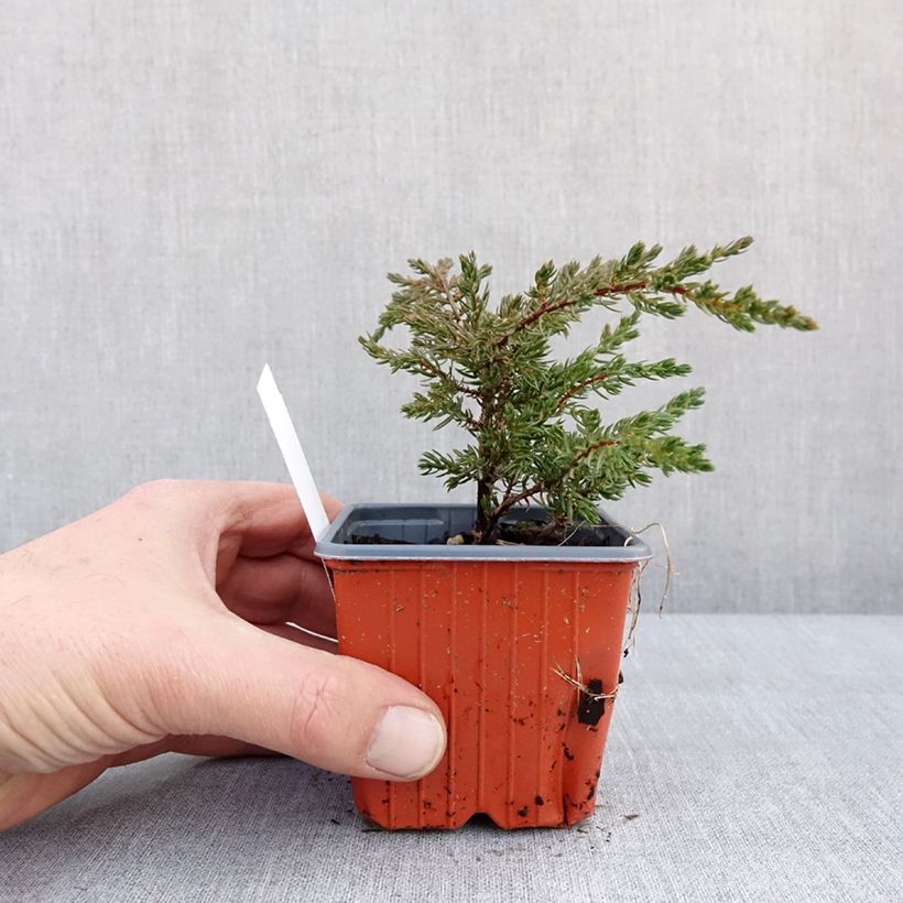 Spécimen de Genévrier commun - Juniperus communis Repanda Godet de 8/9 cm tel que livré en hiver