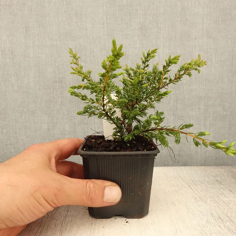 Spécimen de Genévrier commun - Juniperus communis Repanda Godet de 8/9 cm tel que livré au printemps