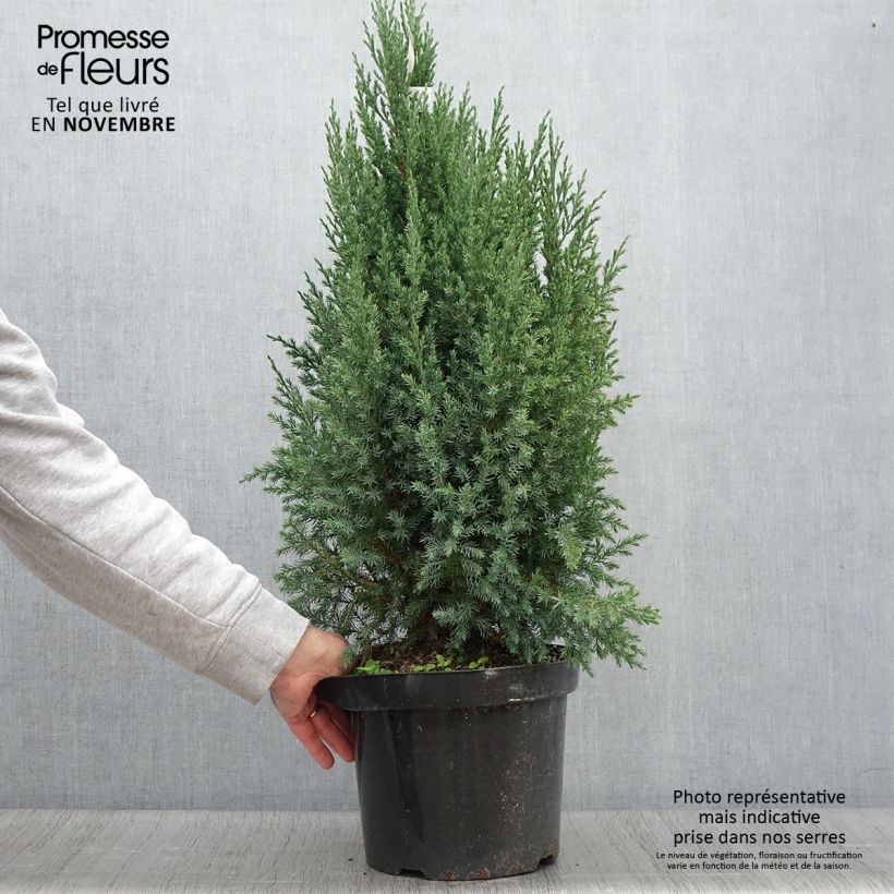 Spécimen de Genévrier de Chine - Juniperus chinensis Stricta Pot de 7,5L/10L tel que livré en automne