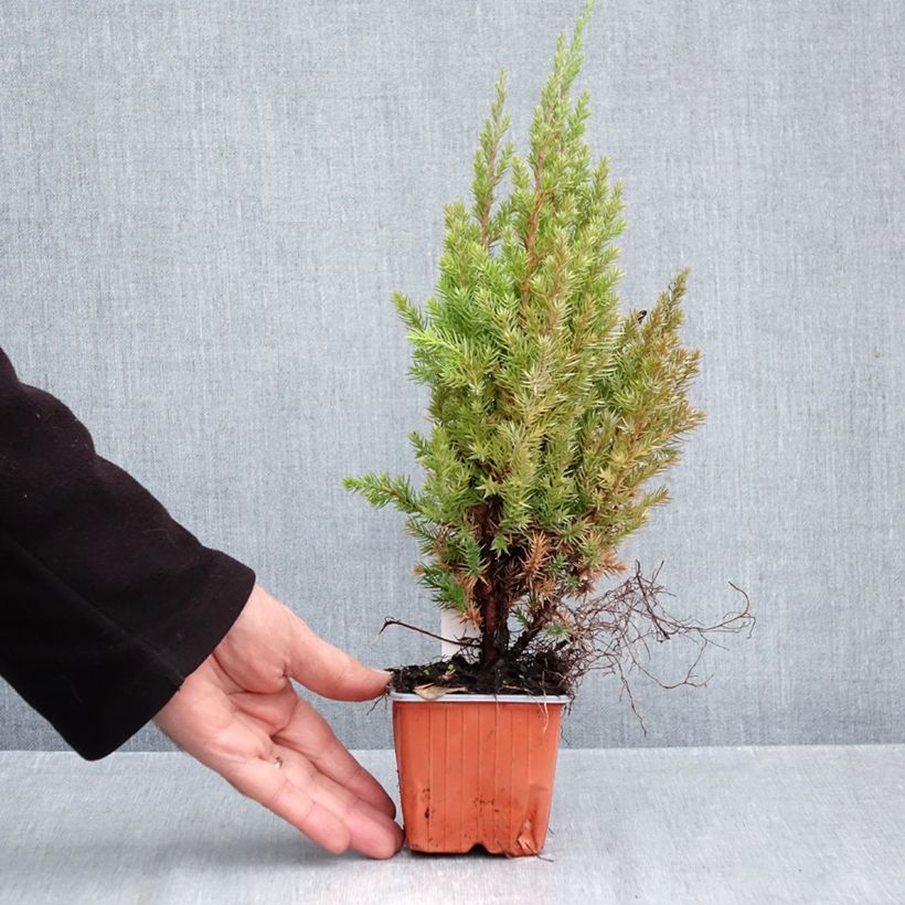 Spécimen de Genévrier de Chine - Juniperus chinensis Stricta Godet de 8/9 cm tel que livré en automne