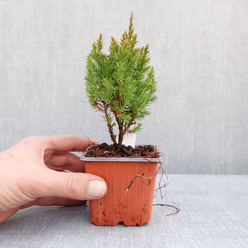 Spécimen de Genévrier de Chine - Juniperus chinensis Stricta Godet de 8/9 cm tel que livré en hiver