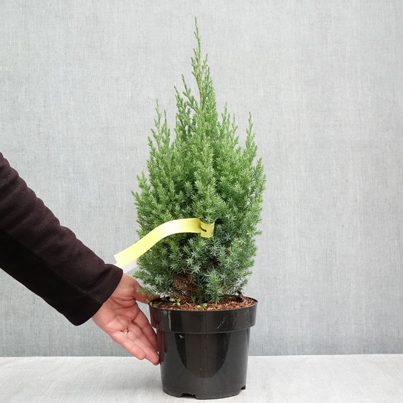 Spécimen de Genévrier de Chine - Juniperus chinensis Stricta Pot de 2L/3L tel que livré en automne