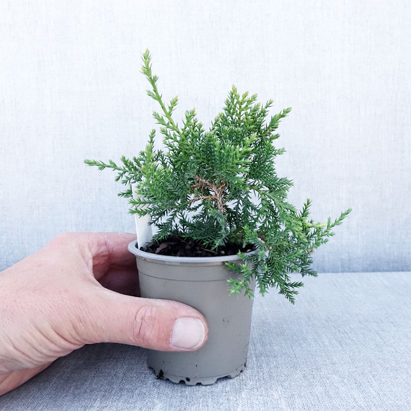 Spécimen de Genévrier de Pfitzer Compact - Juniperus pfitzeriana Compacta Godet de 8/9 cm tel que livré au printemps