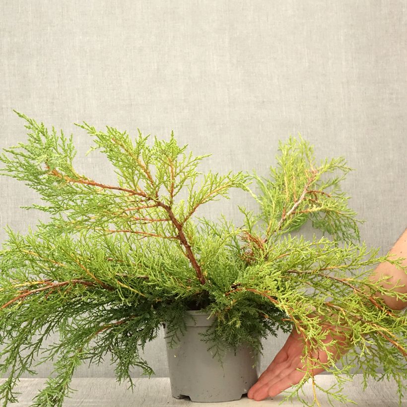 Spécimen de Genévrier de Pfitzer - Juniperus x media Pfitzeriana Pot de 2L/3L tel que livré en été