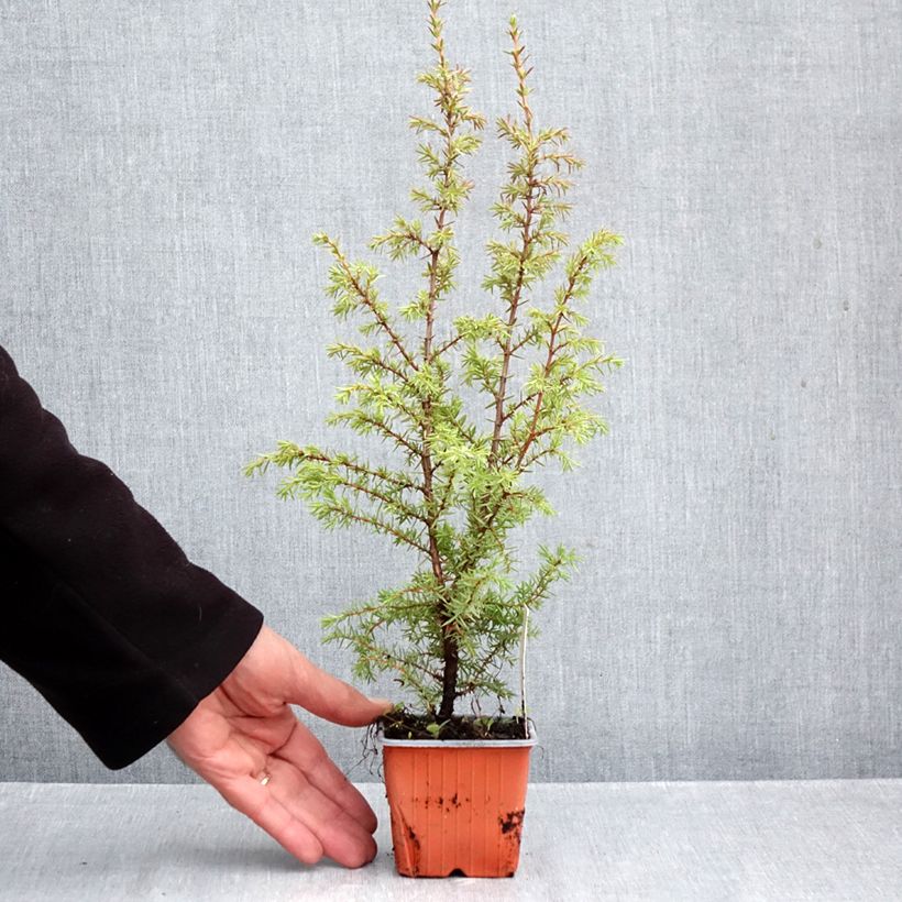 Spécimen de Genévrier de Suède - Juniperus communis Suecica Godet de 8/9 cm tel que livré en automne