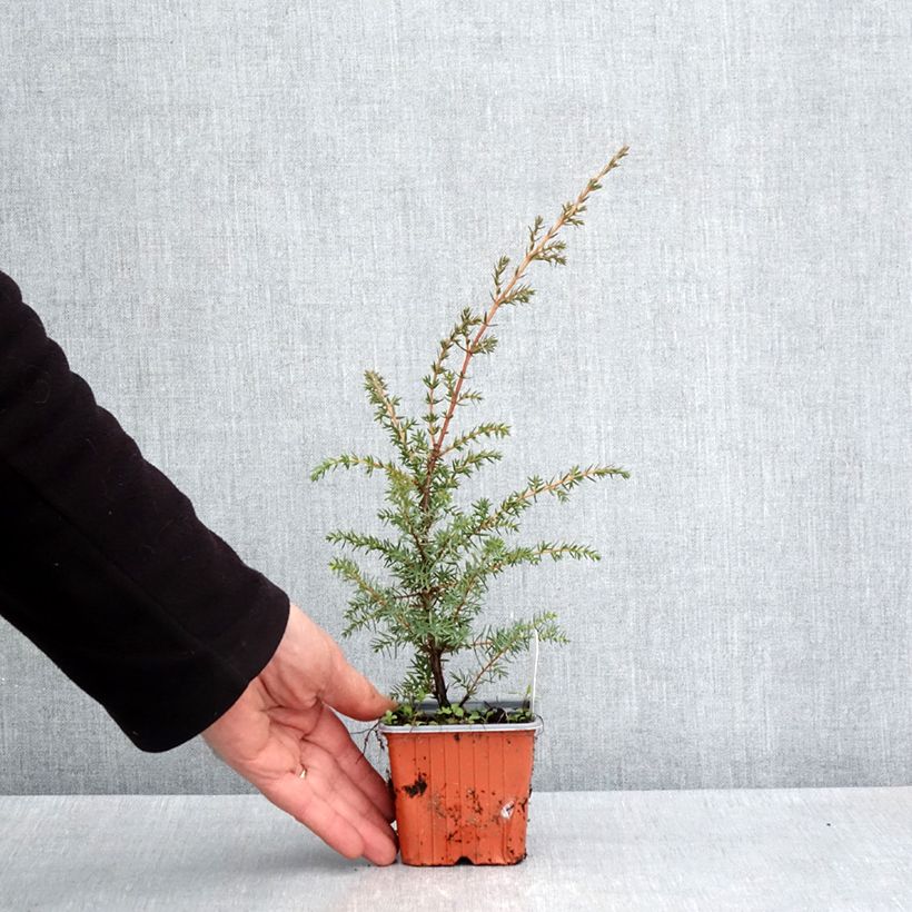 Spécimen de Genévrier de Suède - Juniperus communis Suecica Godet de 8/9 cm tel que livré au printemps