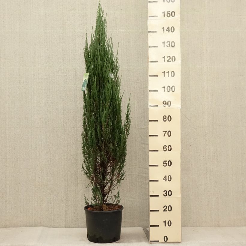 Spécimen de Genévrier de Virginie -Juniperus scopulorum Blue Arrow Pot de 6L/7L tel que livré en automne