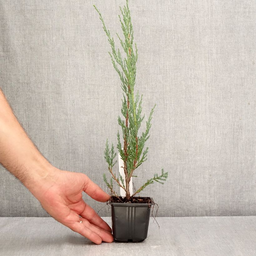 Spécimen de Genévrier de Virginie -Juniperus scopulorum Blue Arrow Godet de 8/9 cm tel que livré en automne