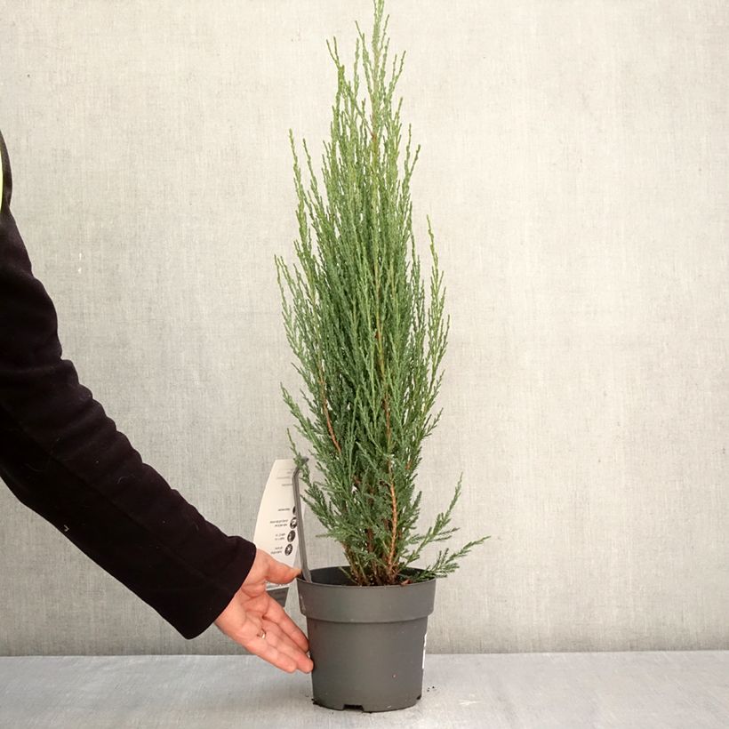 Spécimen de Genévrier de Virginie -Juniperus scopulorum Blue Arrow Pot de 2L/3L tel que livré en automne