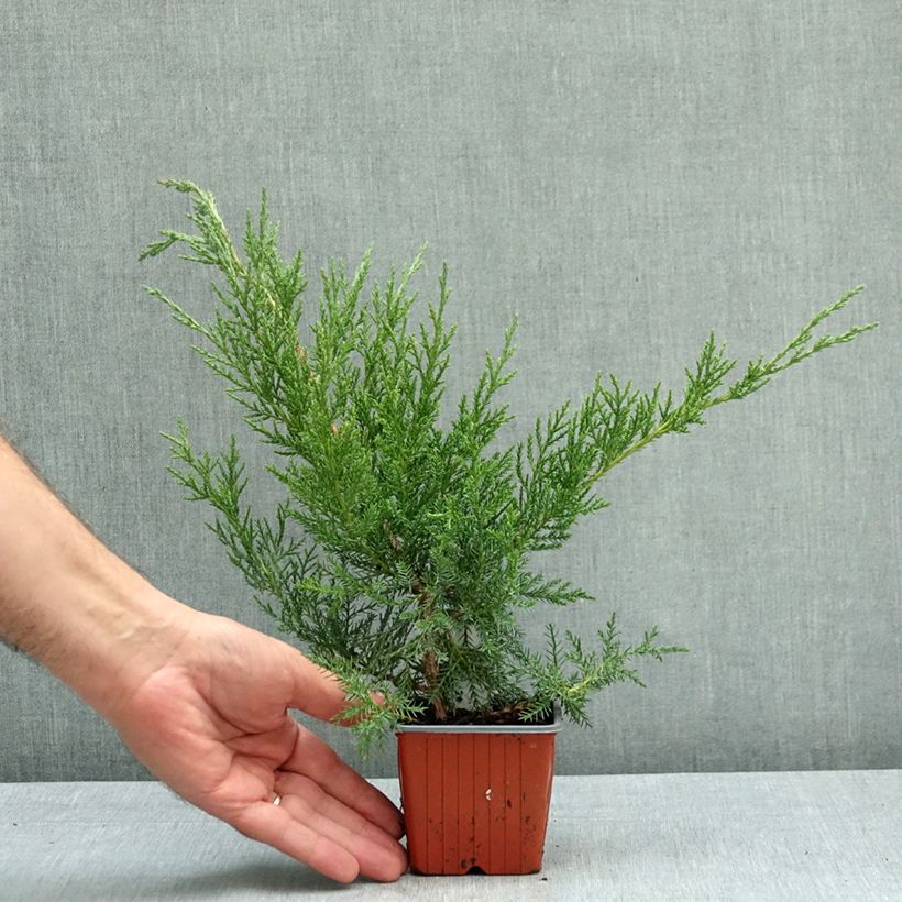 Spécimen de Genévrier de Virginie - Juniperus virginiana Godet de 8/9 cm tel que livré en automne