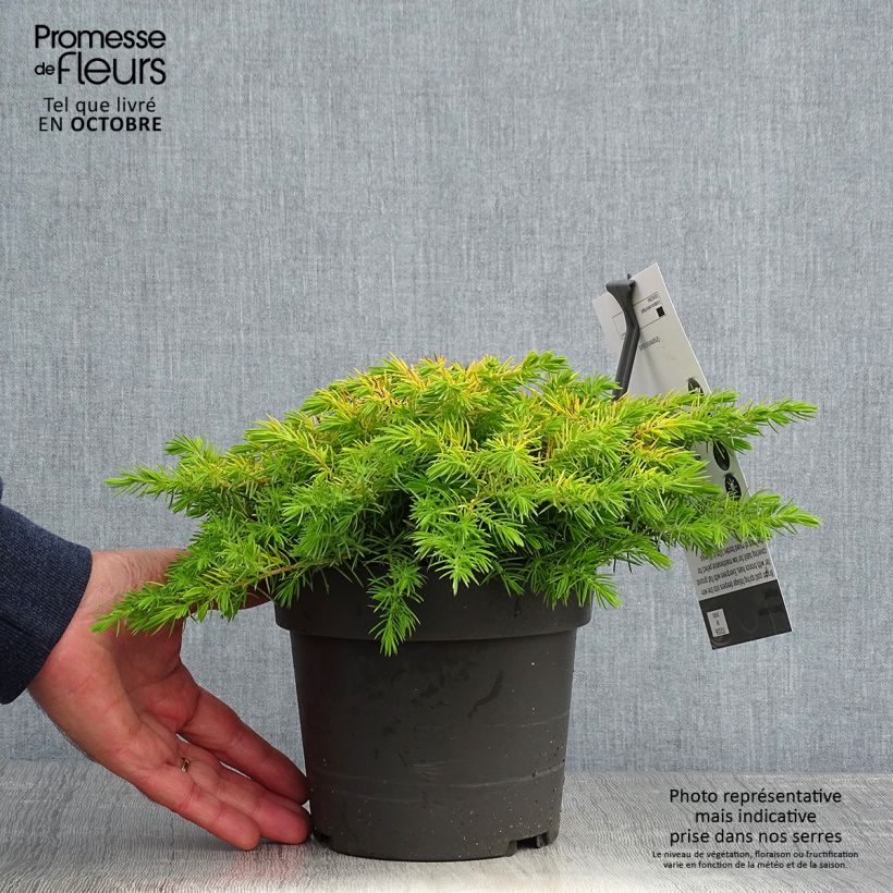 Spécimen de Genévrier des plages - Juniperus conferta All Gold Pot de 2L/3L tel que livré en automne