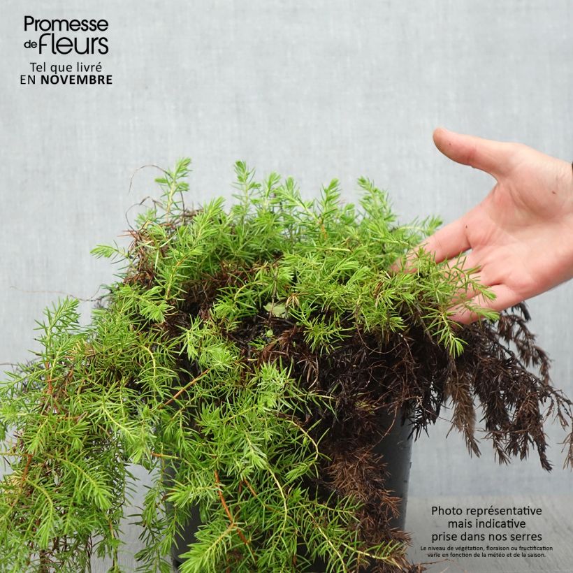 Spécimen de Genévrier des plages - Juniperus conferta All Gold Pot de 7,5L/10L tel que livré en automne